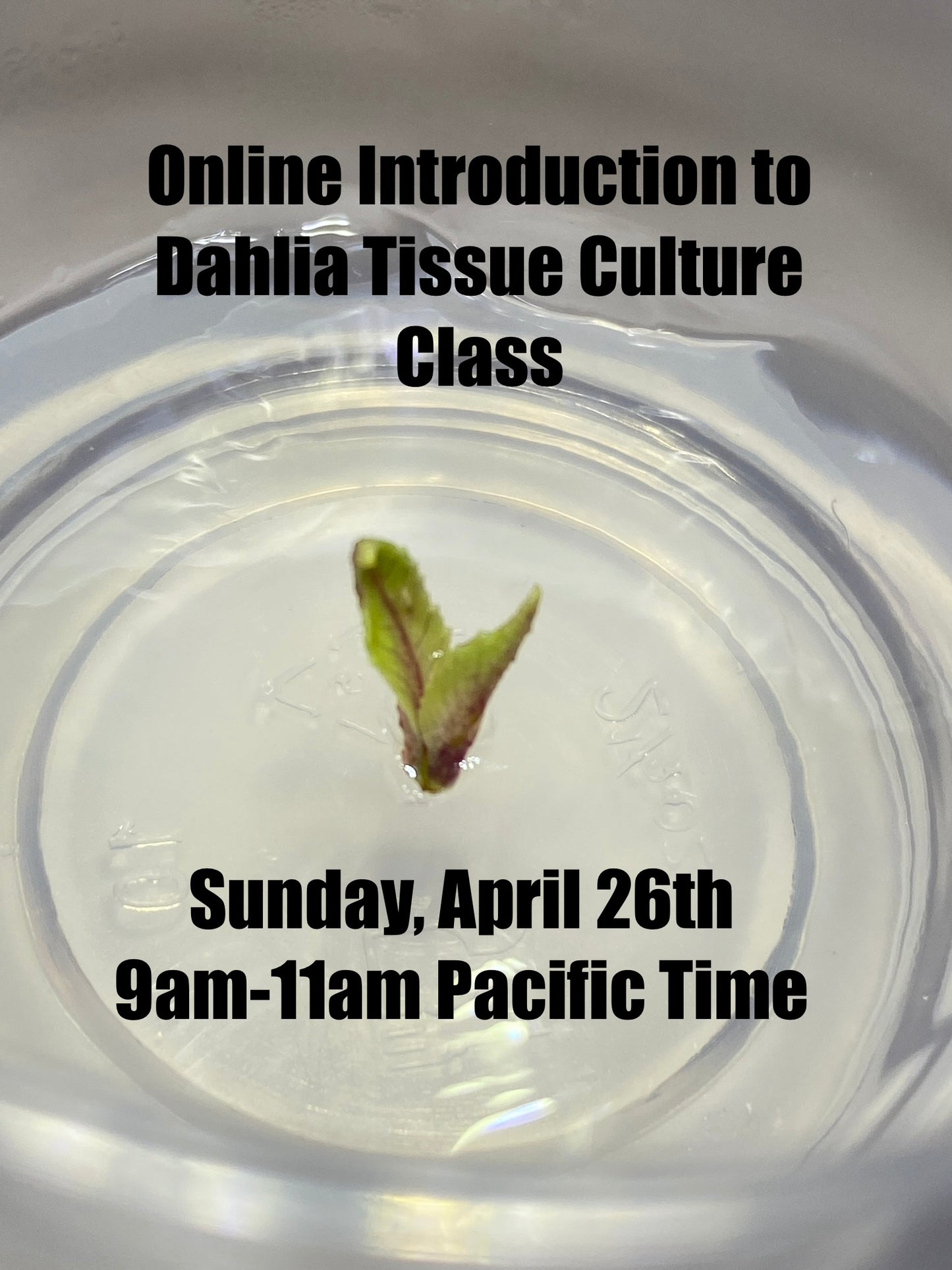 Online Class: Introduction to Dahlia Tissue Culture- Sunday April 26 9am-11 am Pacific Time