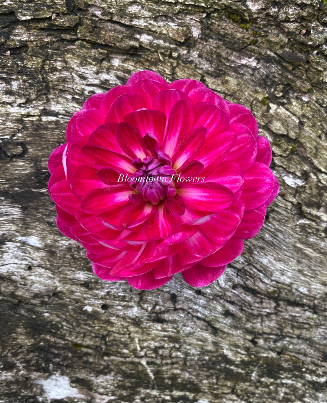 Sandia Bertha