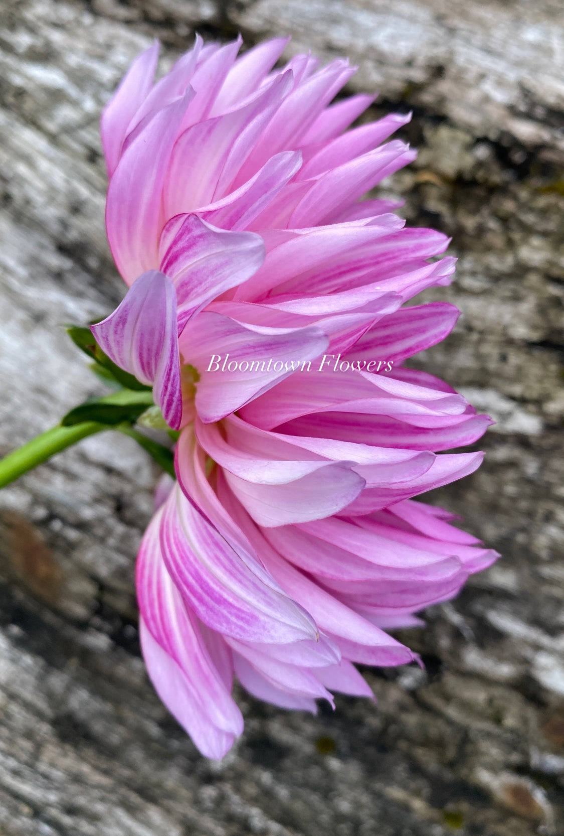 Brushstrokes