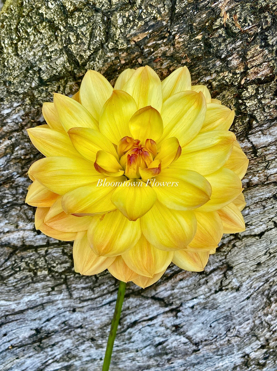 Bracken Lorelei - LIMIT 1 PER HOUSEHOLD