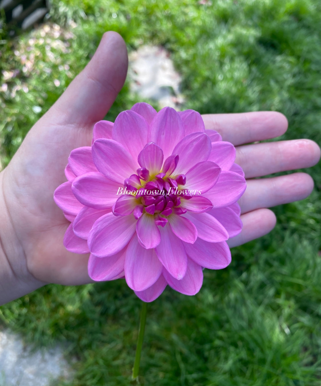 Sandia Flirt