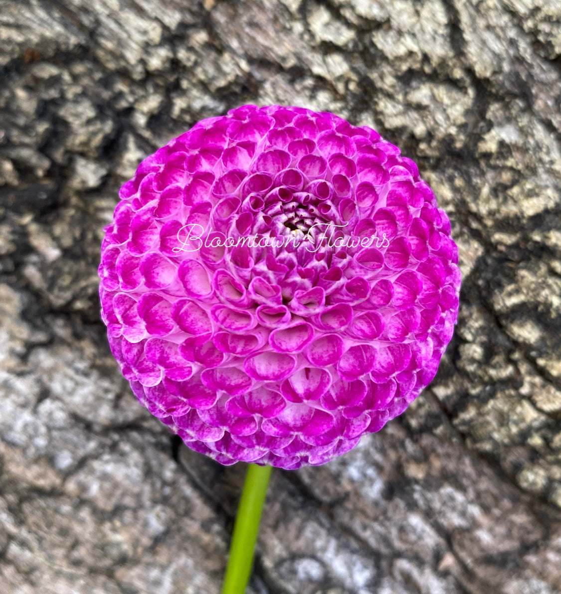Willo Violet