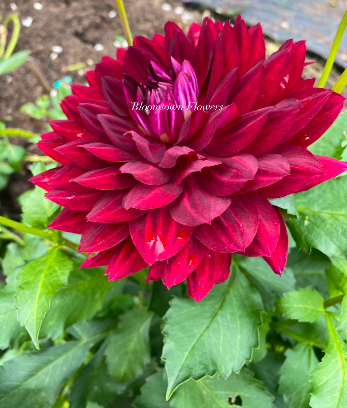 Hollyhill Black Widow