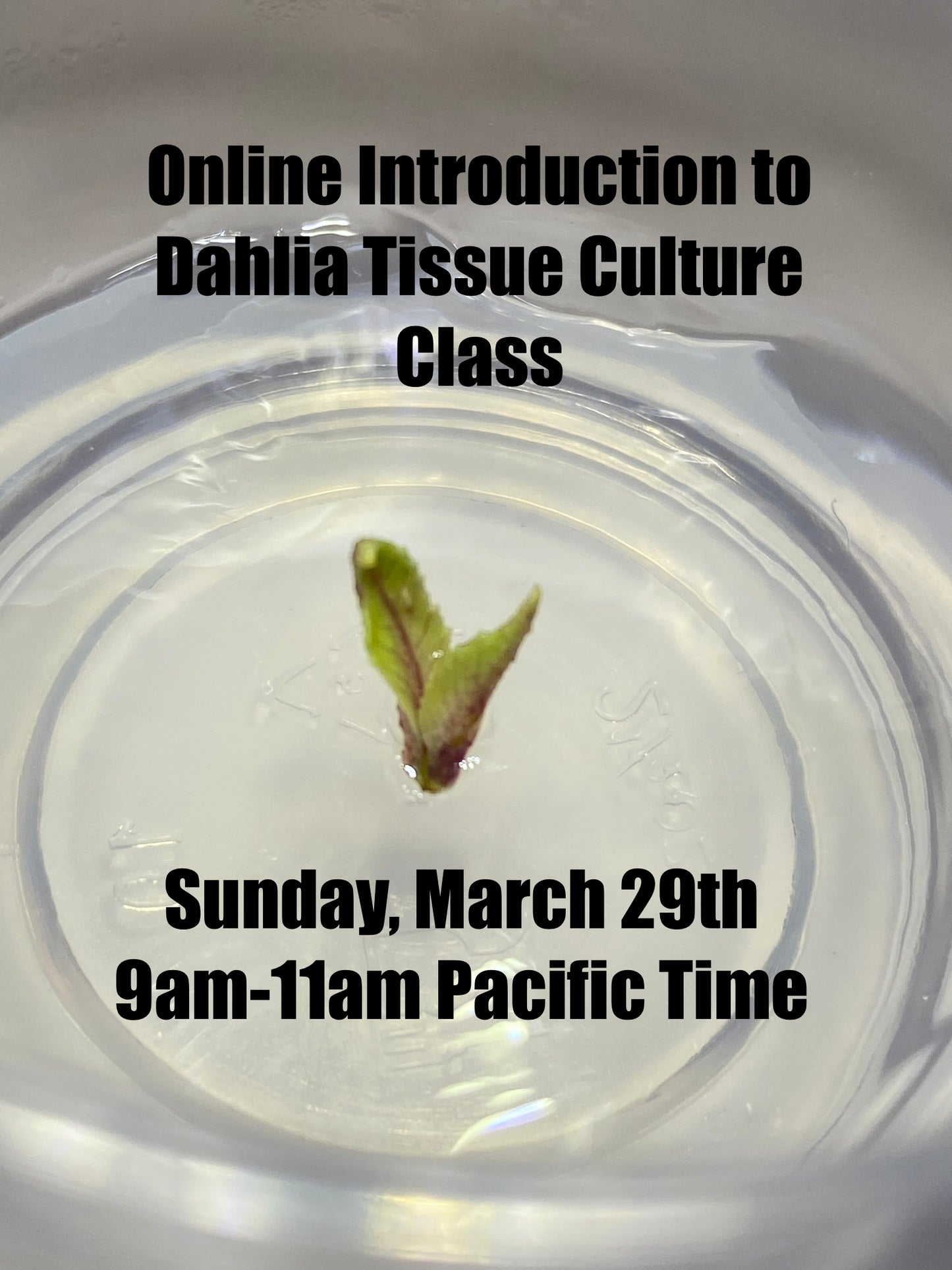 Online Class: Introduction to Dahlia Tissue Culture - Sunday March 29th 9am-11am Pacific Time