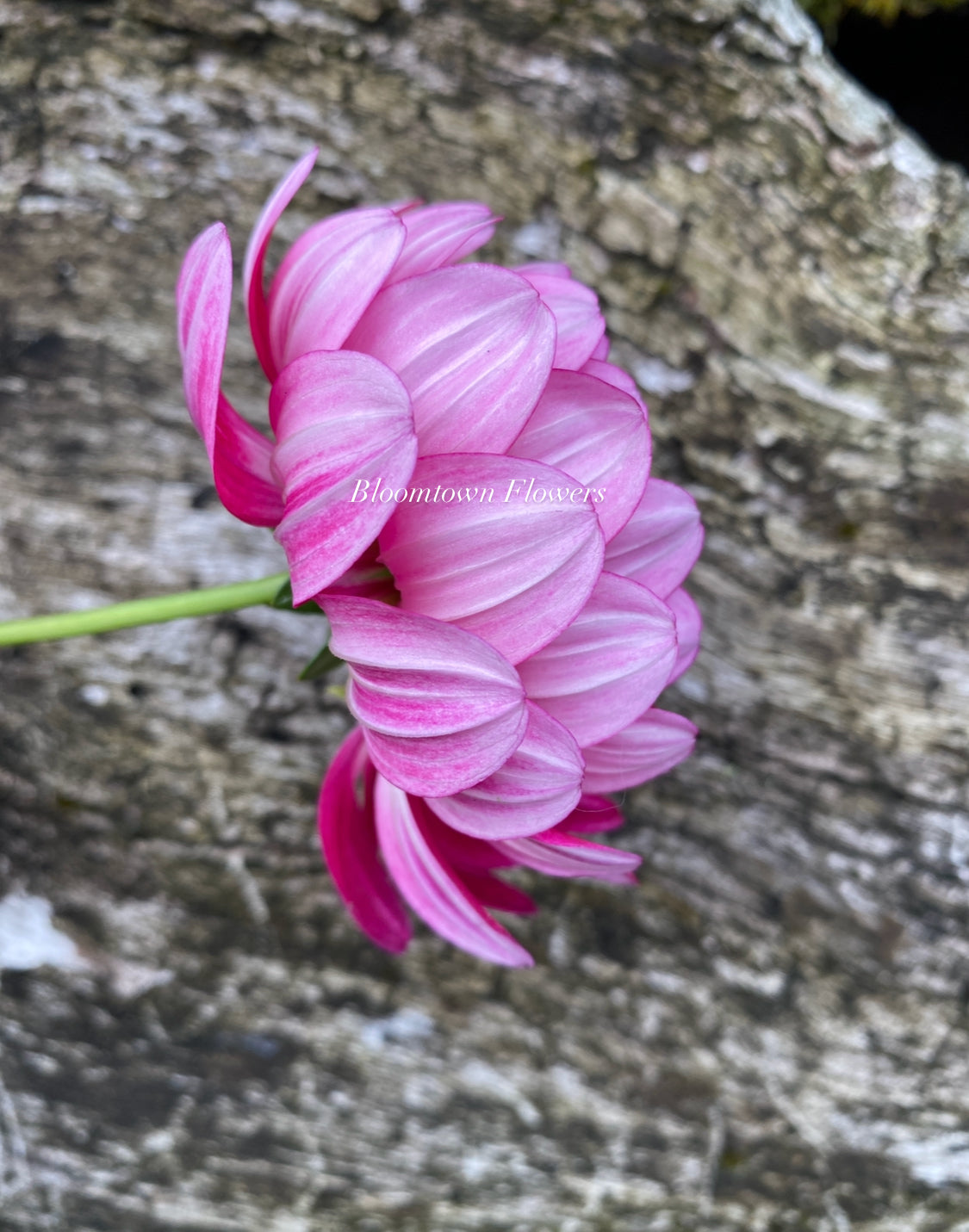 Sandia Bertha