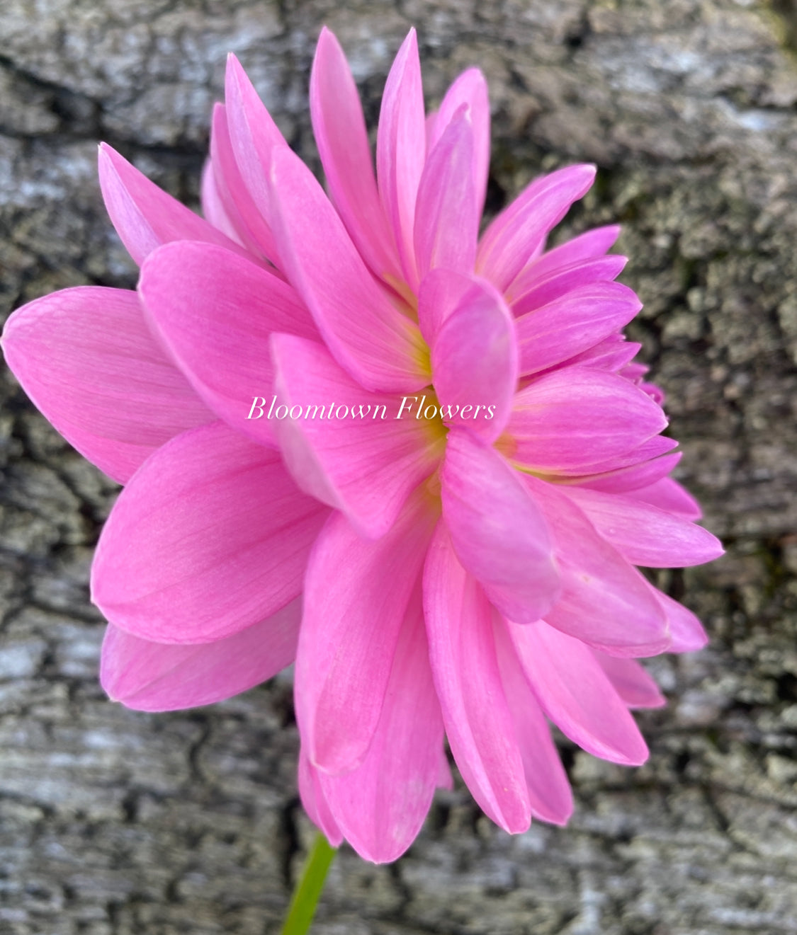 Sandia Flirt