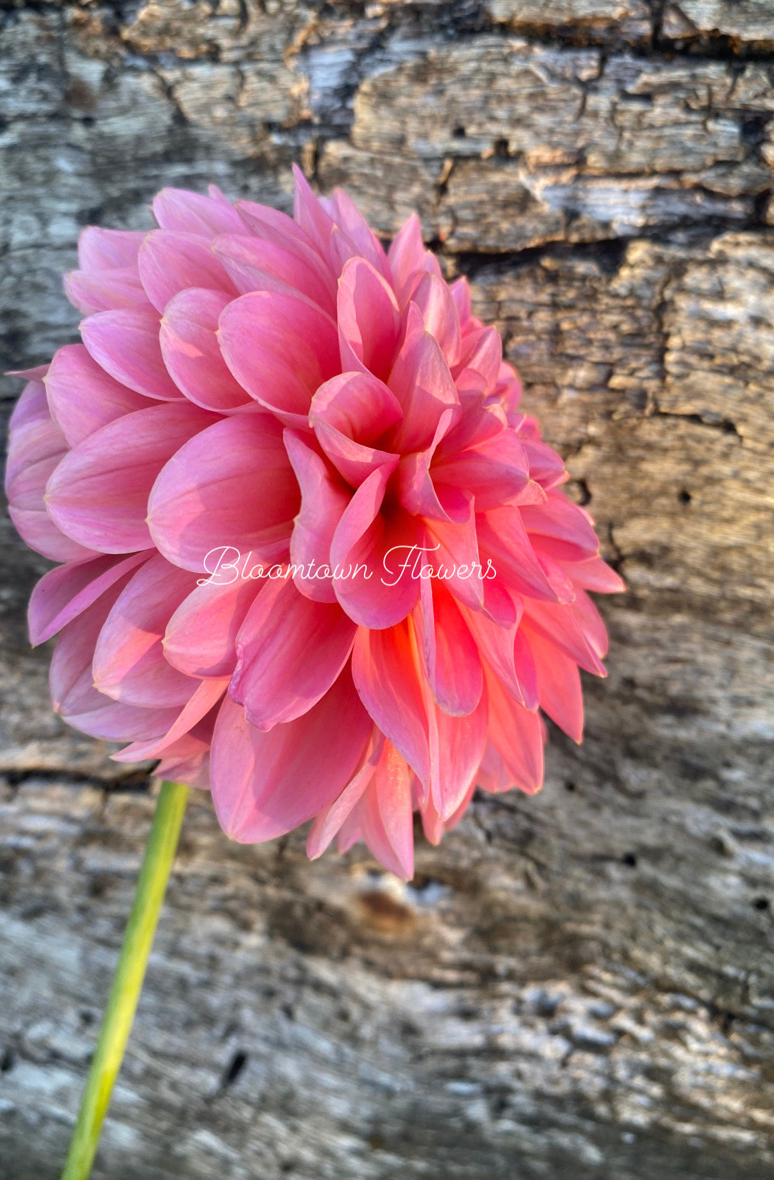 Linda's Baby - Read Description