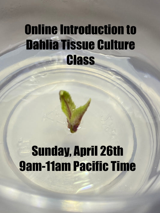 Online Class: Introduction to Dahlia Tissue Culture- Sunday April 26 9am-11 am Pacific Time