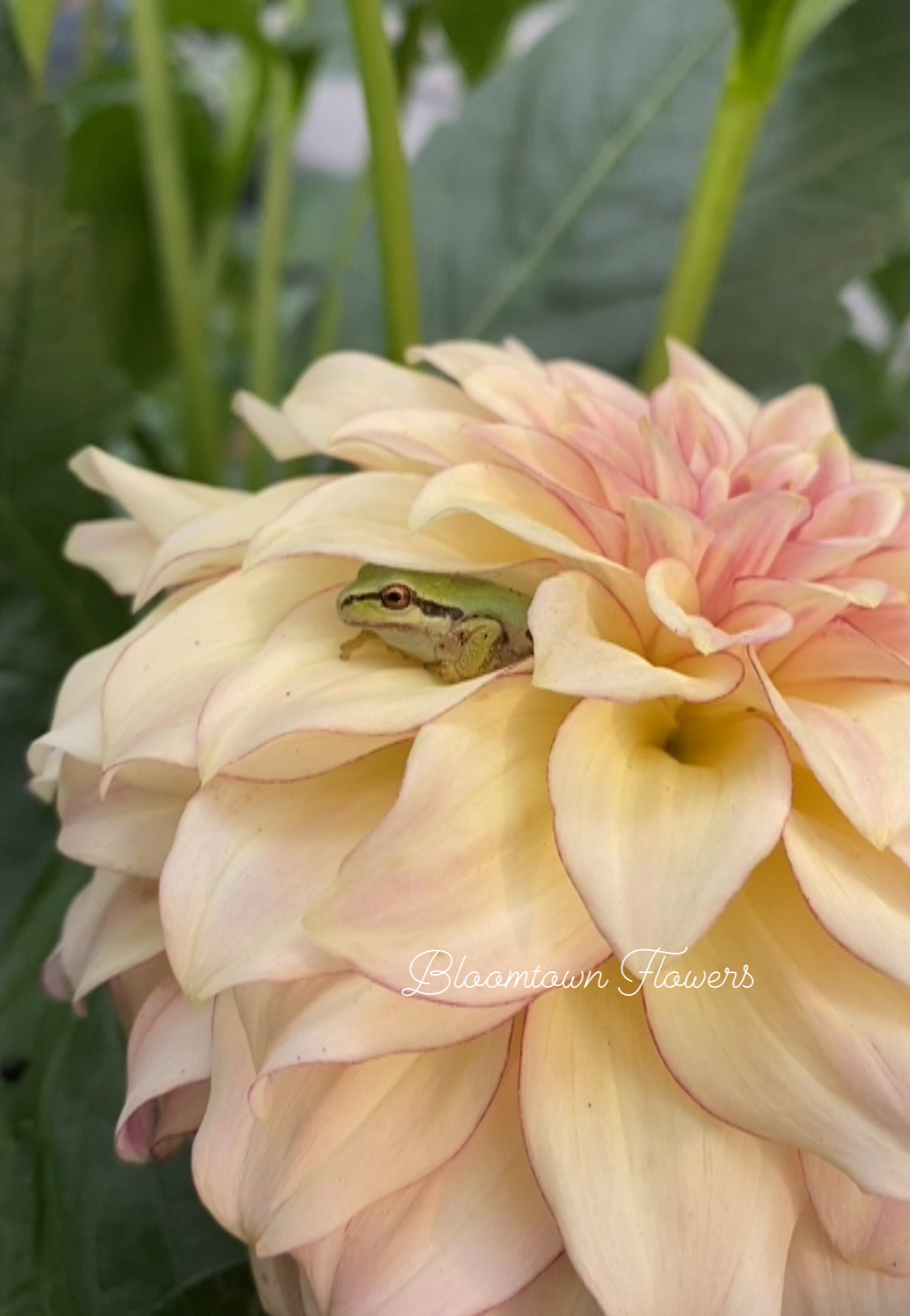 NO ID - Mocha/Orange Colored Dahlia