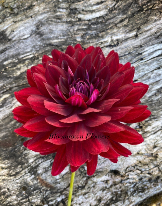 Hollyhill Black Widow