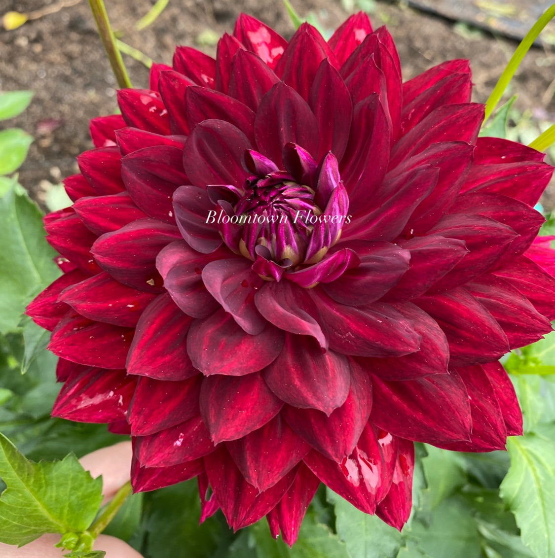 Hollyhill Black Widow