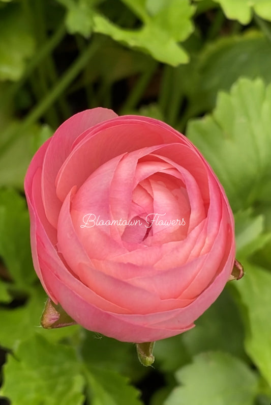 Salmone Elegance Italian Ranunculus (10 corms)