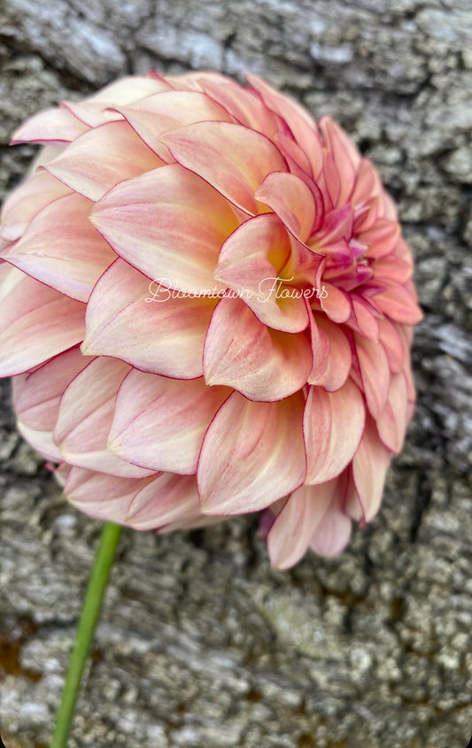 NO ID - Mocha/Orange Colored Dahlia