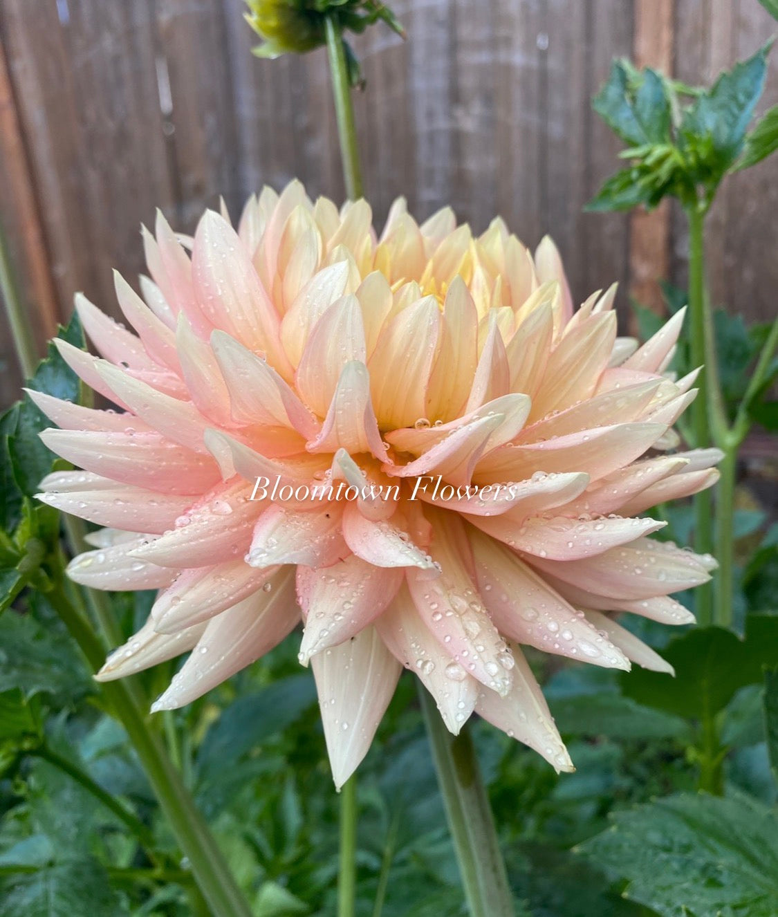 L Hazy - LIMIT ONE PER HOUSEHOLD