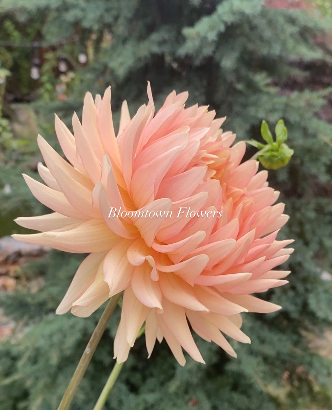 L Hazy - LIMIT ONE PER HOUSEHOLD