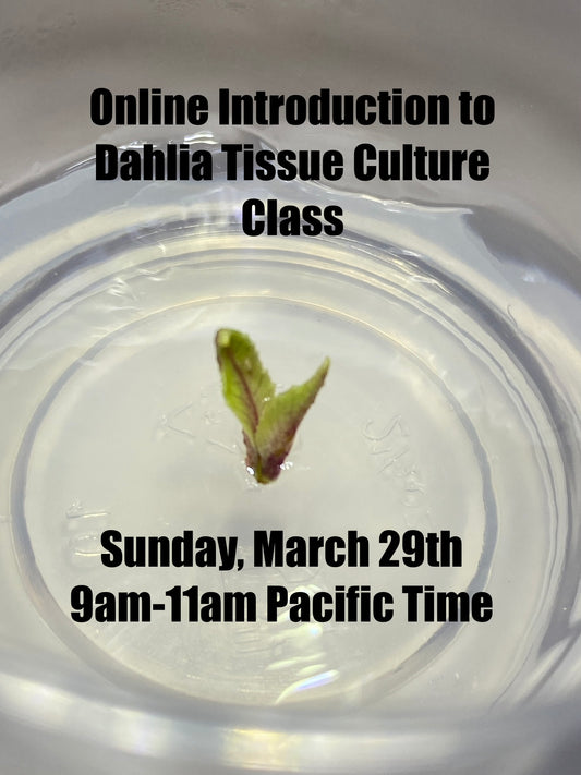 Online Class: Introduction to Dahlia Tissue Culture - Sunday March 29th 9am-11am Pacific Time