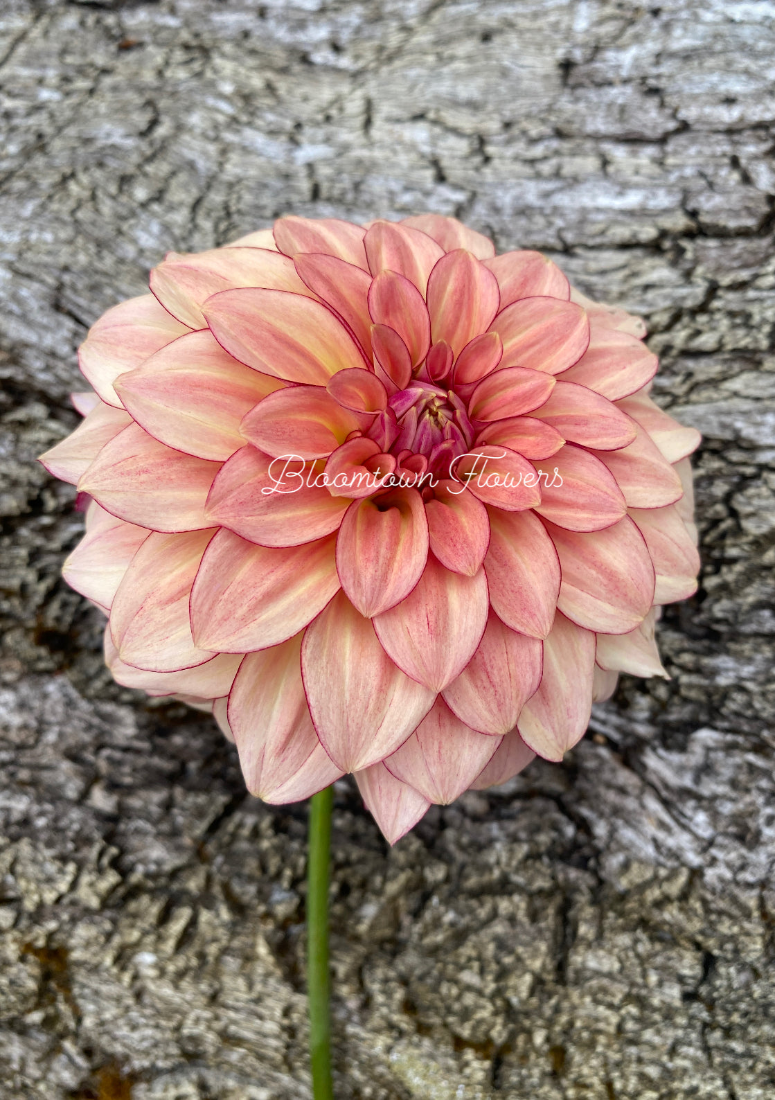 NO ID - Mocha/Orange Colored Dahlia