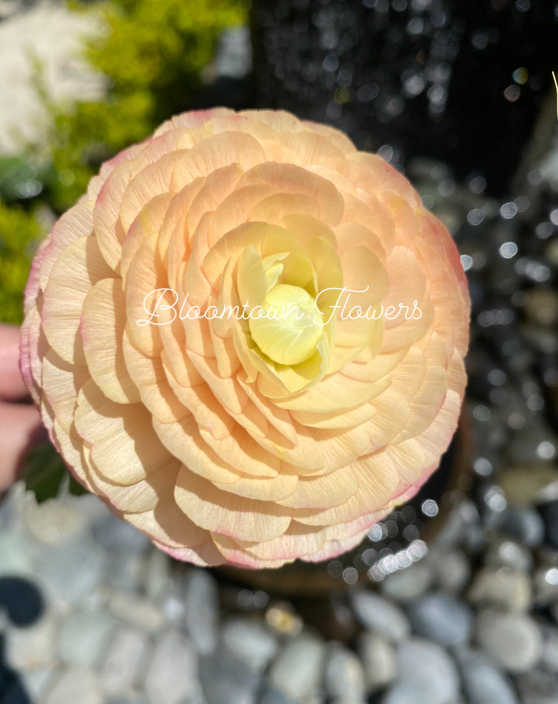 LaBelle Champagne Ranunculus (10 Corms)