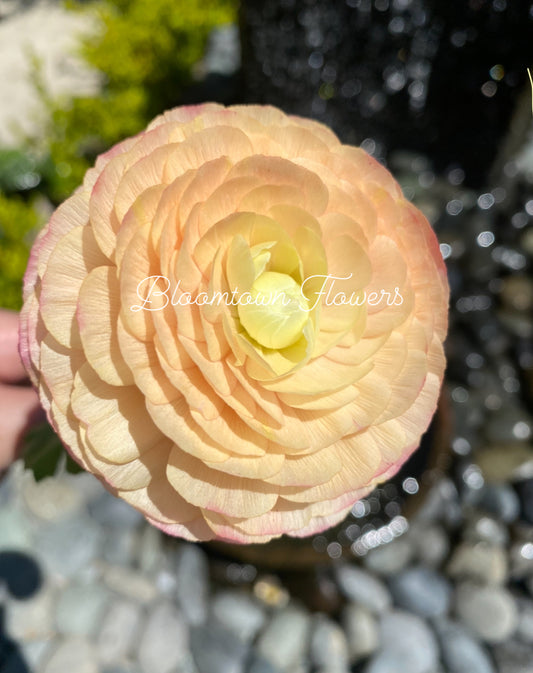 LaBelle Champagne Ranunculus (10 Corms)