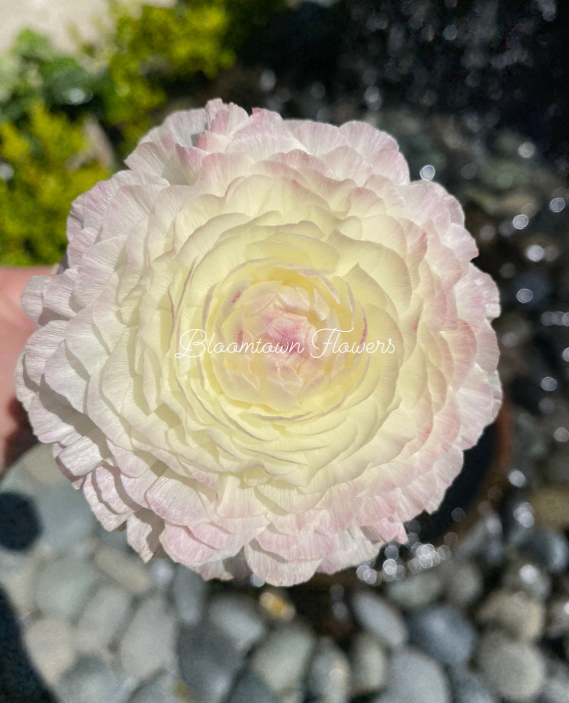 Sfumato Elegance Italian Ranunculus (10 corms)